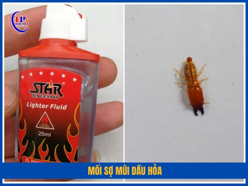 mối sợ mùi dầu hỏa