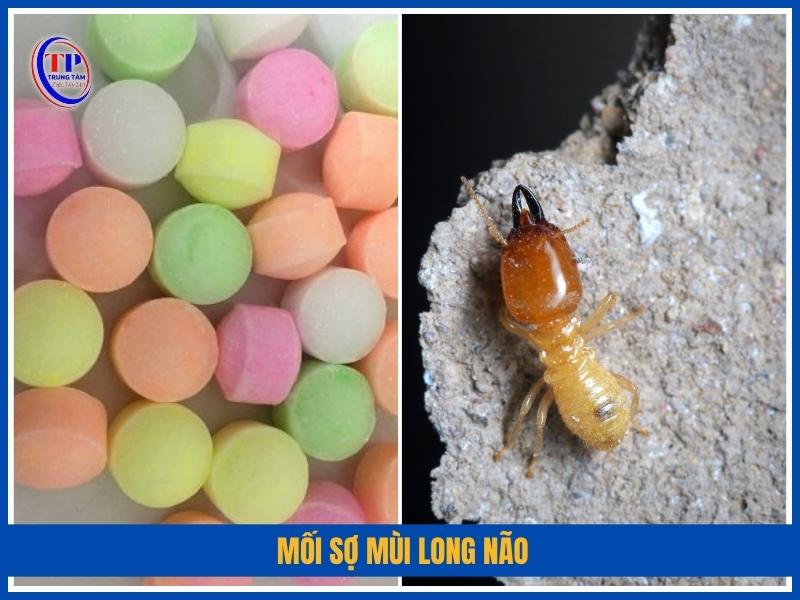 mối sợ mùi Long não