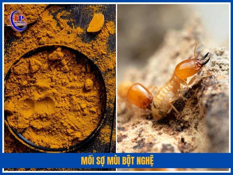 mối sợ mùi Bột nghệ