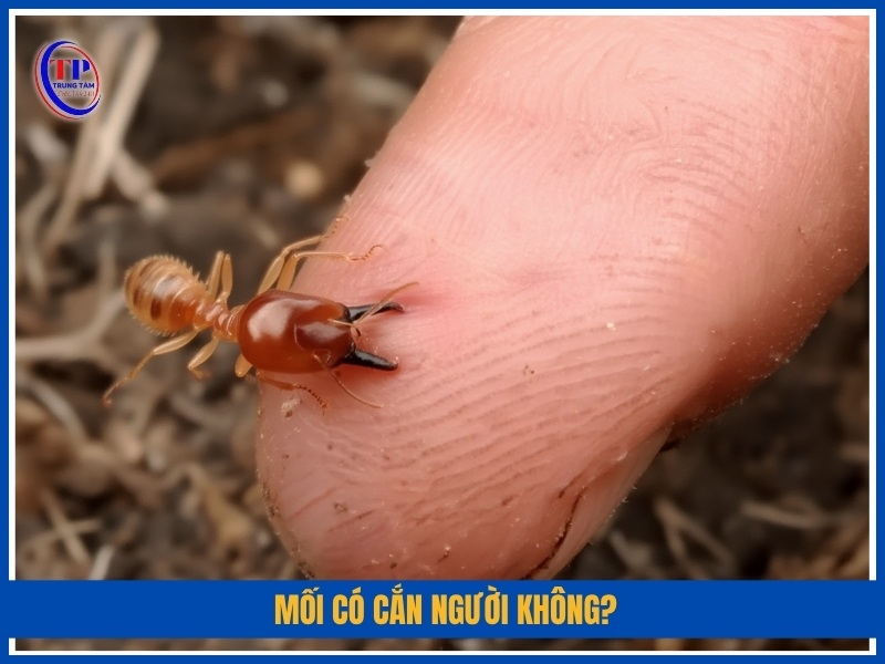 Mối có cắn người không?