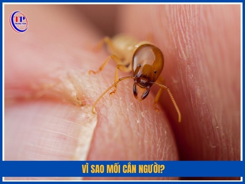 Vì sao mối cắn người?