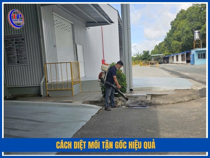 Cách diệt mối tận gốc hiệu quả