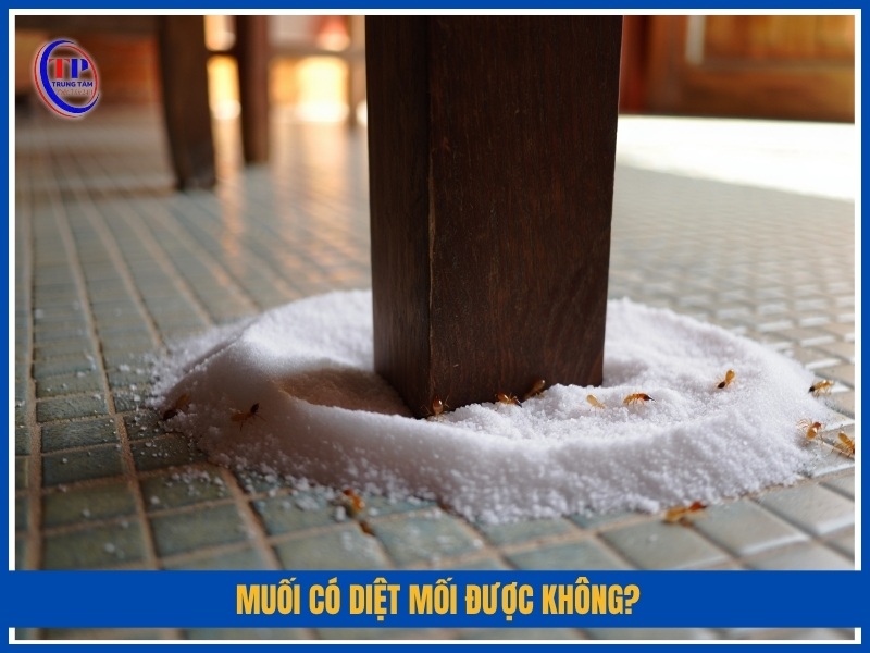 Muối có diệt mối được không?