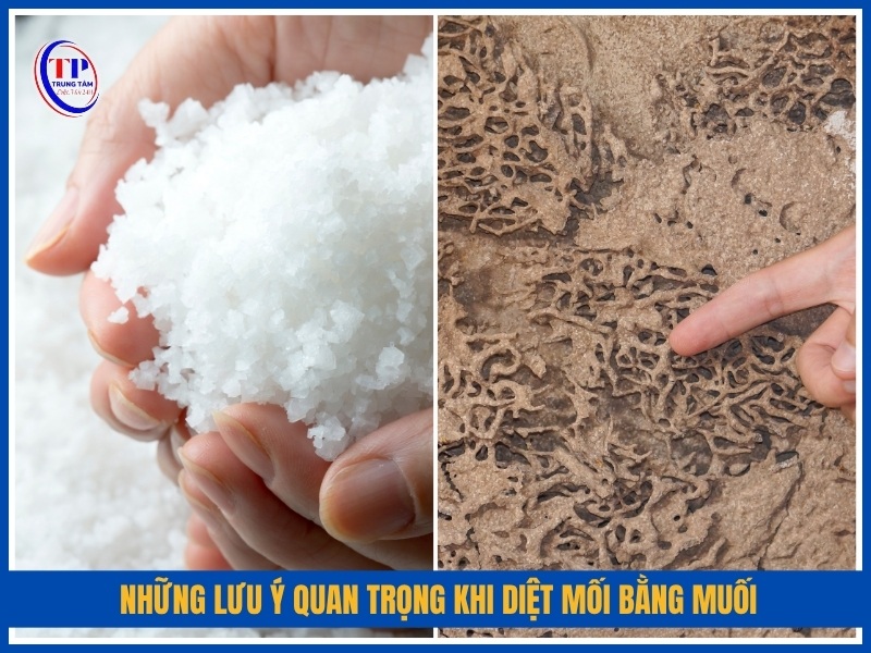 Những lưu ý quan trọng khi diệt mối bằng muối