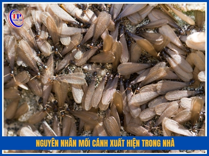 Nguyên nhân mối cánh xuất hiện trong nhà