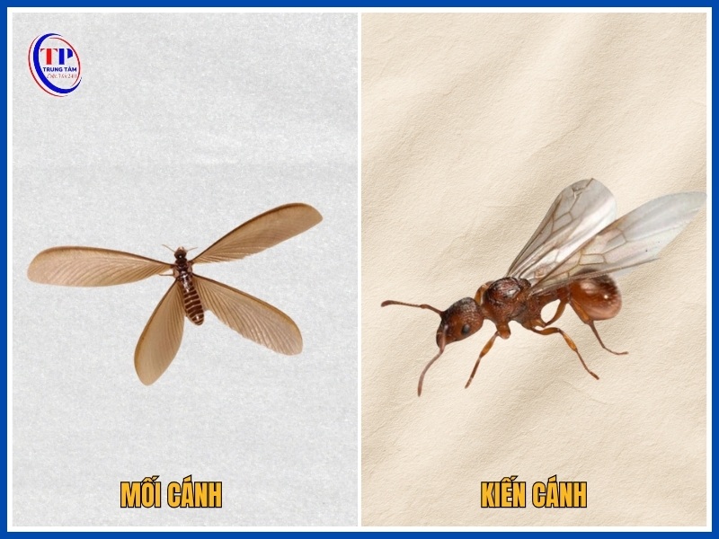 Phân biệt mối cánh và kiến cánh