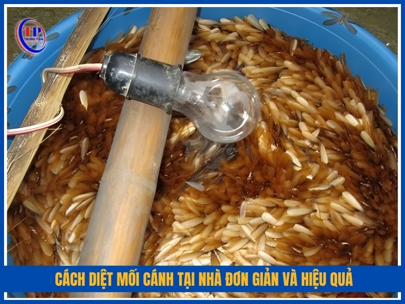 Cách diệt mối cánh tại nhà đơn giản và hiệu quả