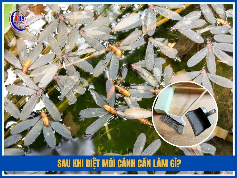 Sau khi diệt mối cánh cần làm gì?