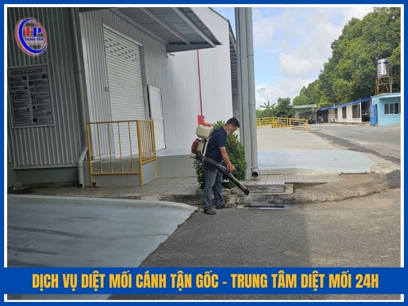 Dịch vụ diệt mối cánh tận gốc – Trung Tâm Diệt Mối 24H
