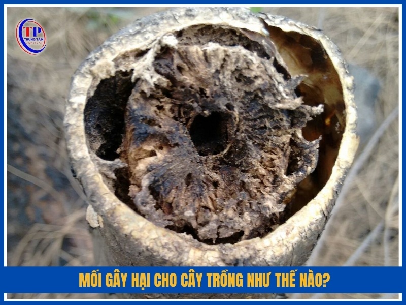 Mối gây hại cho cây trồng như thế nào?