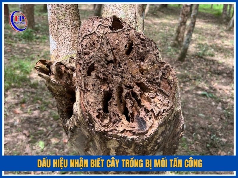 Dấu hiệu nhận biết cây trồng bị mối tấn công