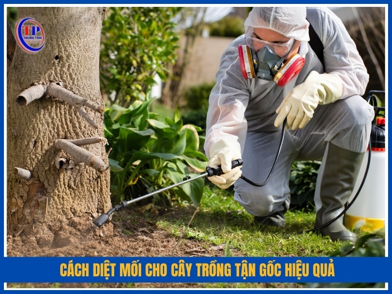 Cách diệt mối cho cây trồng tận gốc hiệu quả