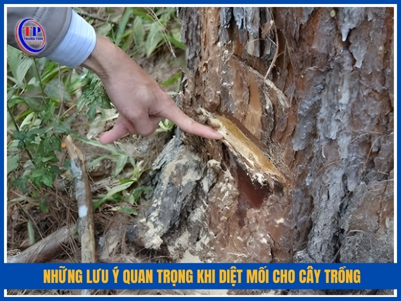 Những lưu ý quan trọng khi diệt mối cho cây trồng