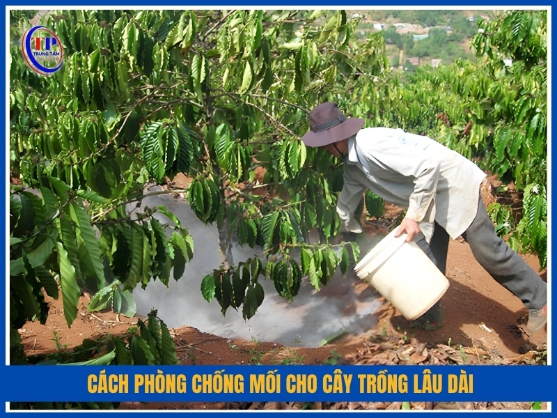 Cách phòng chống mối cho cây trồng lâu dài