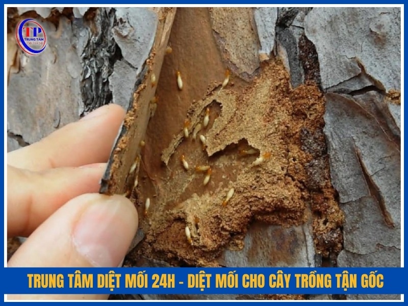 Trung Tâm Diệt Mối 24H – Giải pháp diệt mối cho cây trồng tận gốc