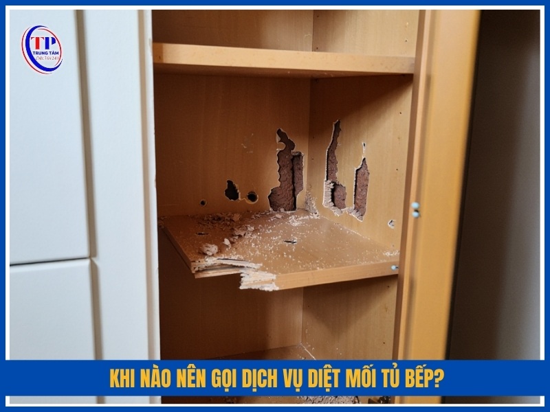 Khi nào nên gọi dịch vụ diệt mối tủ bếp?