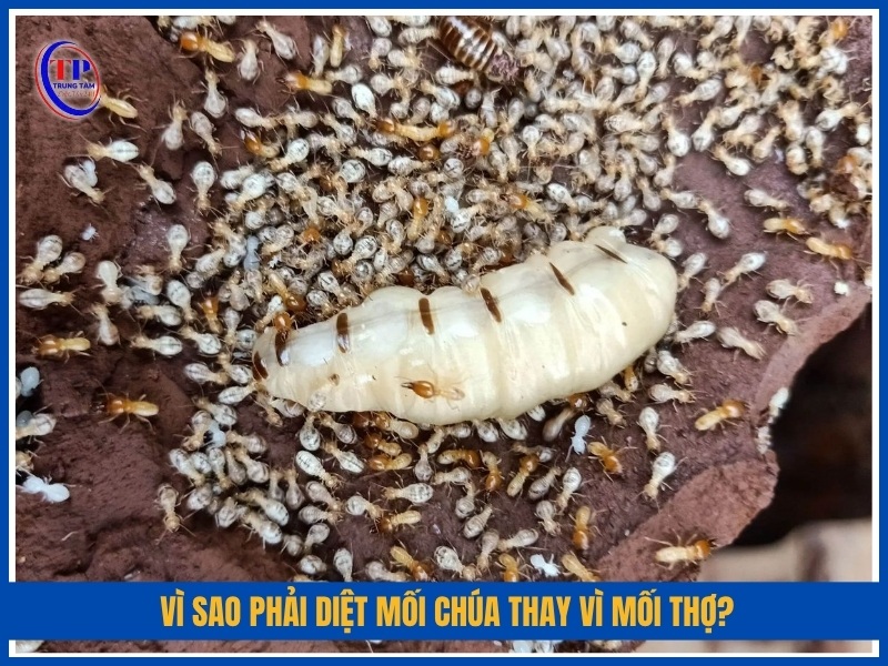 Vì sao phải diệt mối chúa thay vì mối thợ?