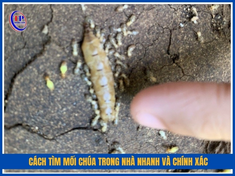 Cách tìm mối chúa trong nhà nhanh và chính xác