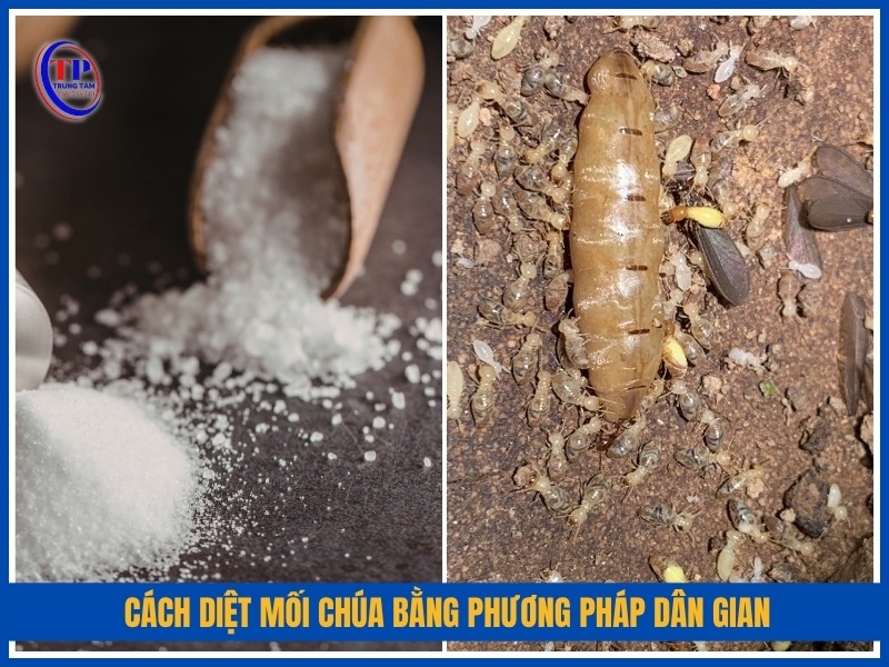 Cách diệt mối chúa bằng phương pháp dân gian