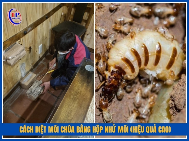 Cách diệt mối chúa bằng hộp nhử mối (hiệu quả cao)