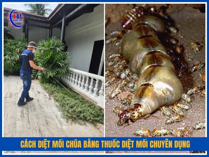 Cách diệt mối chúa bằng thuốc diệt mối chuyên dụng