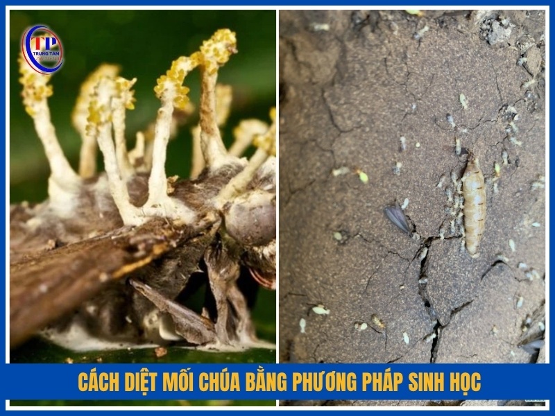 Cách diệt mối chúa bằng phương pháp sinh học