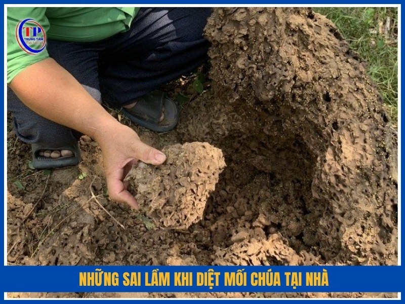 Những sai lầm khi diệt mối chúa tại nhà