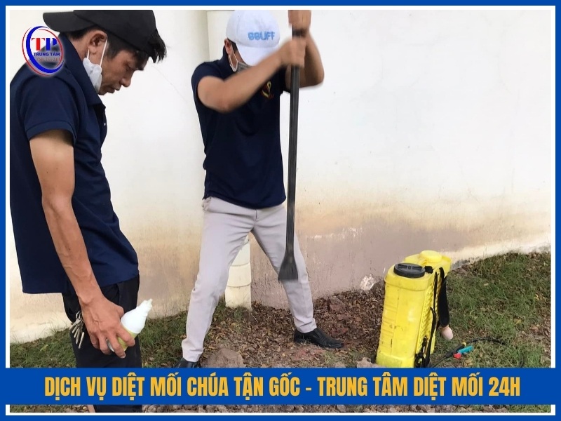 Dịch vụ diệt mối chúa tận gốc – Trung Tâm Diệt Mối 24H