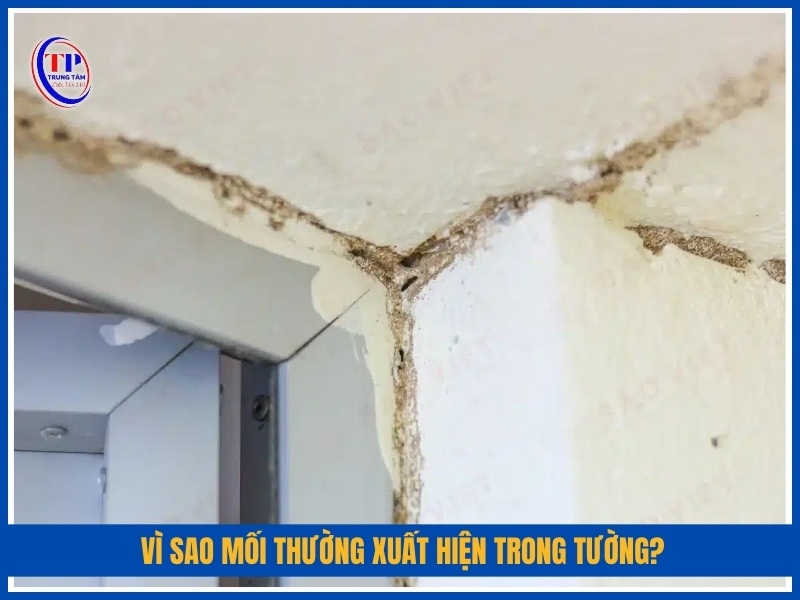 Vì sao mối thường xuất hiện trong tường?