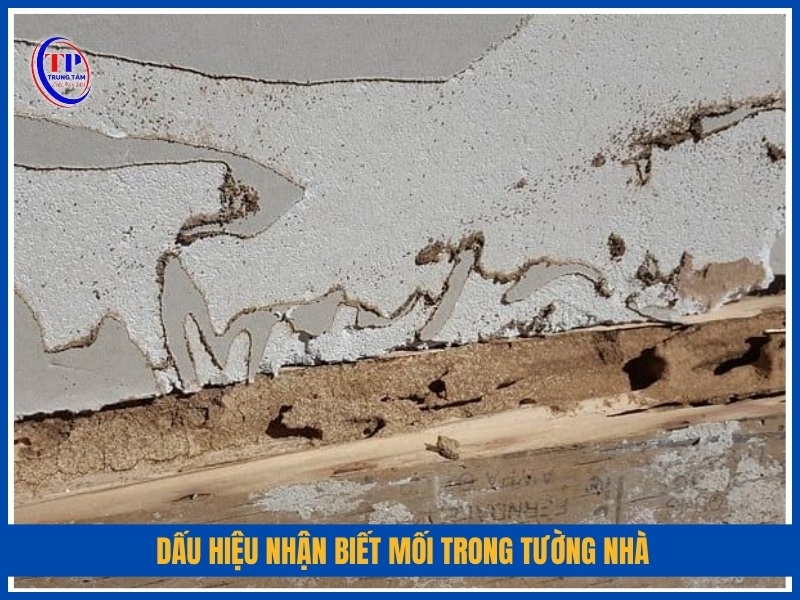 Dấu hiệu nhận biết mối trong tường nhà