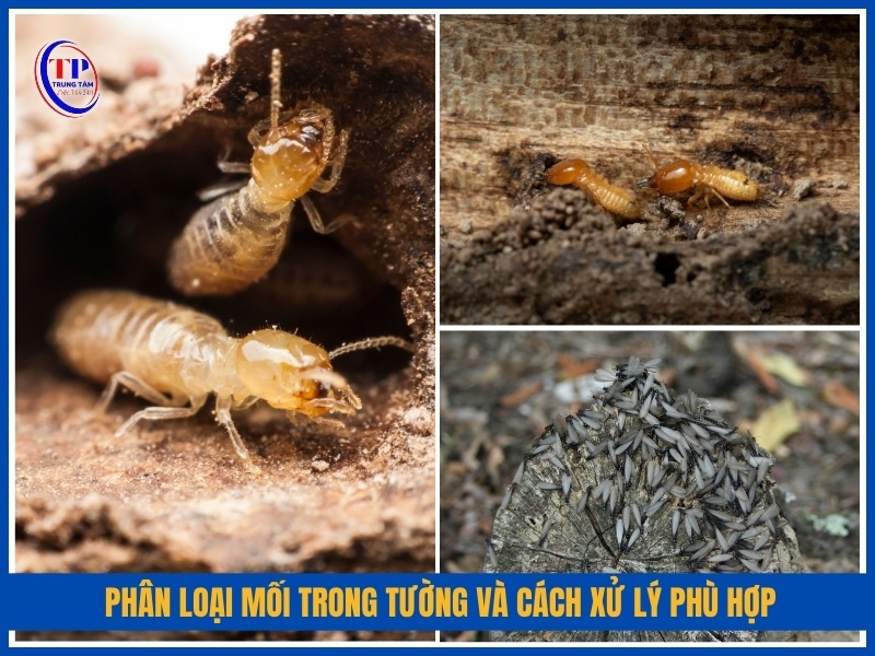 Phân loại mối trong tường và cách xử lý phù hợp