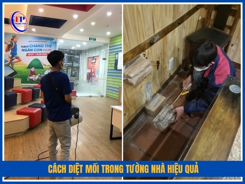 Cách diệt mối trong tường nhà hiệu quả