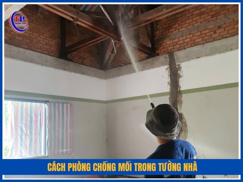 Cách phòng chống mối trong tường nhà