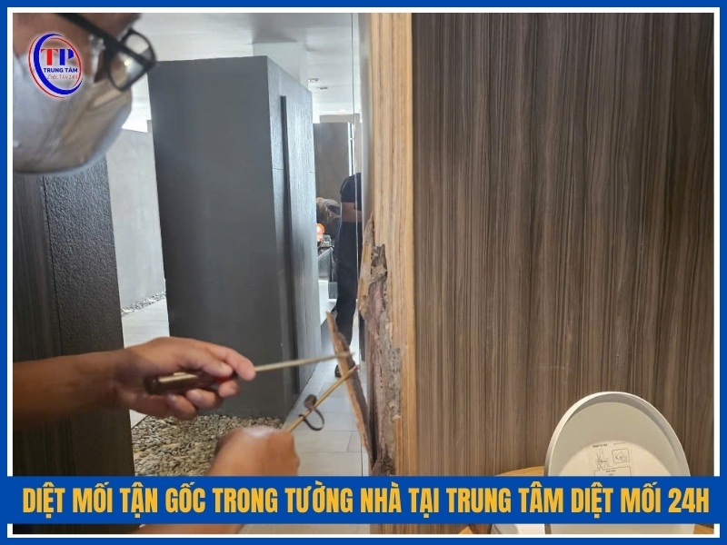 Diệt mối tận gốc trong tường nhà tại Trung Tâm Diệt Mối 24H
