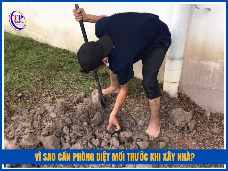 Vì sao cần phòng diệt mối trước khi xây nhà?