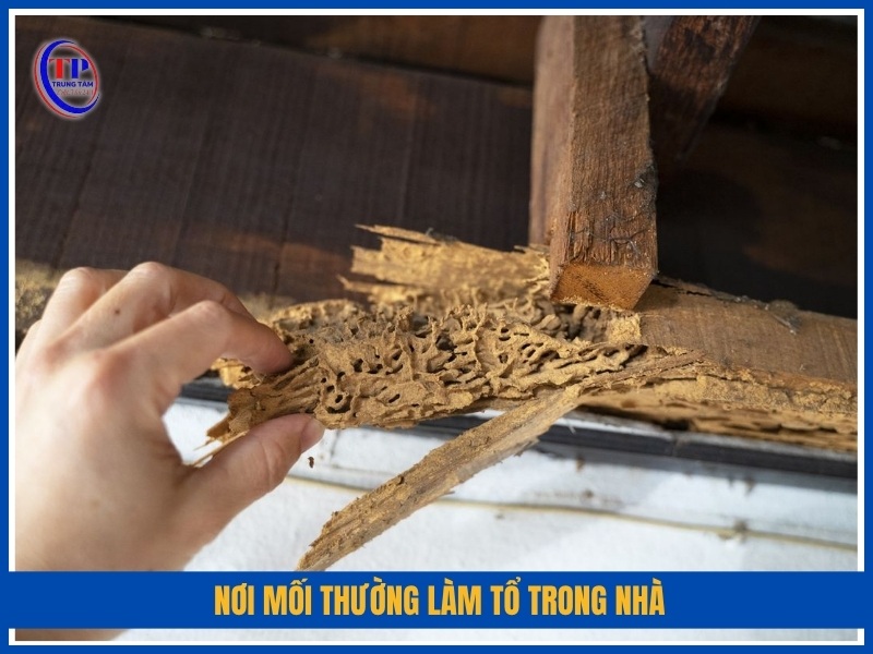 Nơi mối thường làm tổ trong nhà