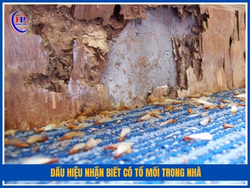 Dấu hiệu nhận biết có tổ mối trong nhà