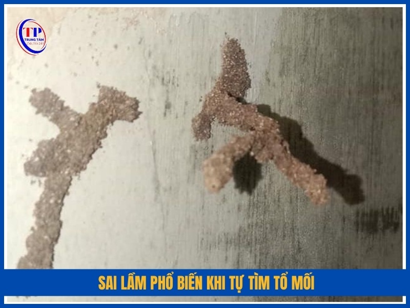 Sai lầm phổ biến khi tự tìm tổ mối