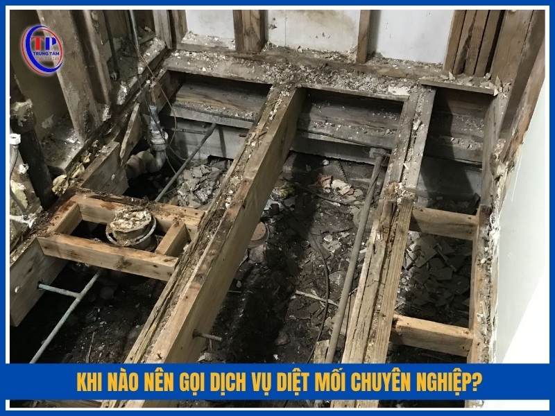 Khi nào nên gọi dịch vụ diệt mối chuyên nghiệp?