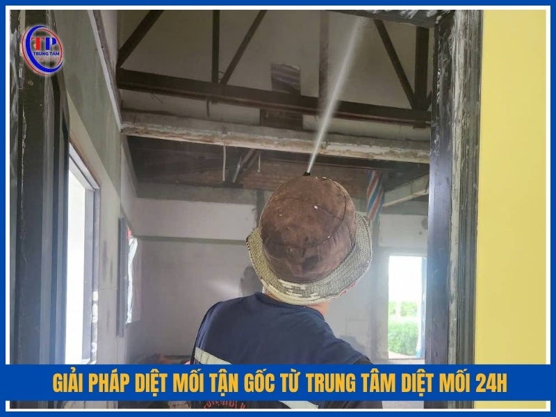 Giải pháp diệt mối tận gốc từ Trung Tâm Diệt Mối 24H