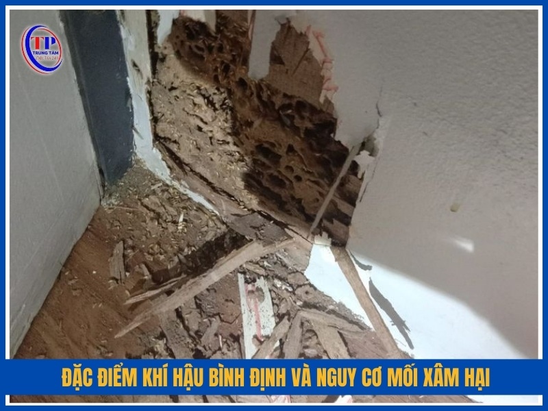 Đặc điểm khí hậu Bình Định và nguy cơ mối xâm hại