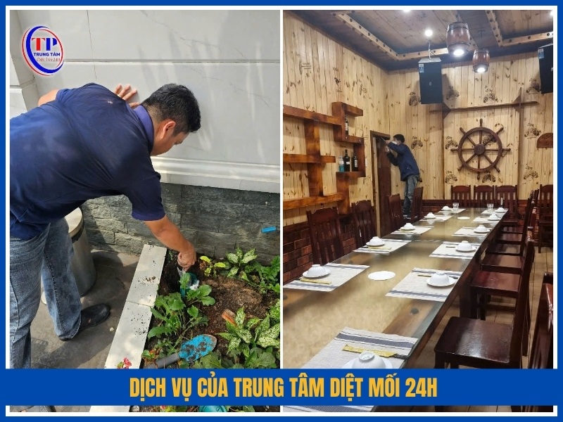 Dịch vụ của Trung Tâm Diệt Mối 24H có gì nổi bật?