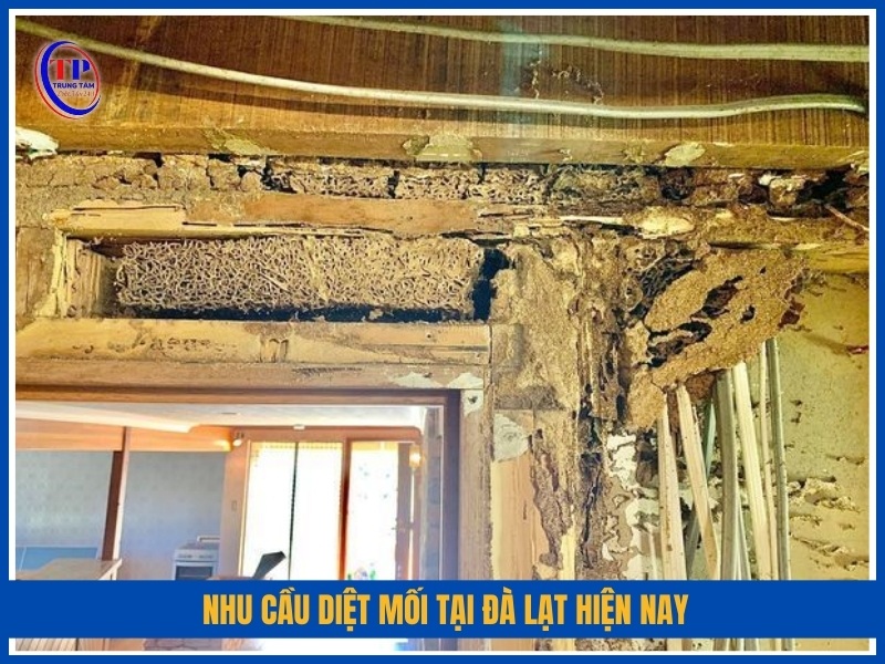 Nhu cầu diệt mối tại Đà Lạt hiện nay