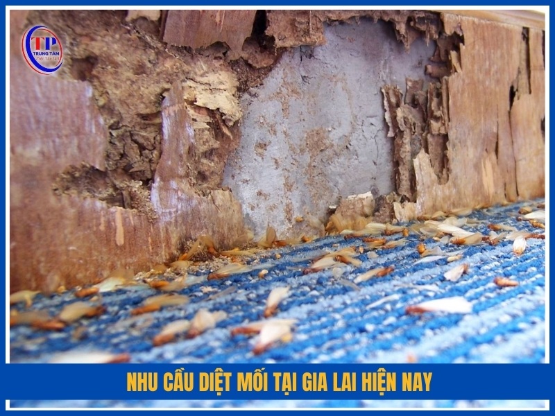 Nhu cầu diệt mối tại Gia Lai hiện nay
