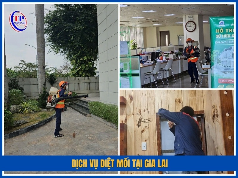Dịch vụ diệt mối tại Gia Lai có gì khác biệt?