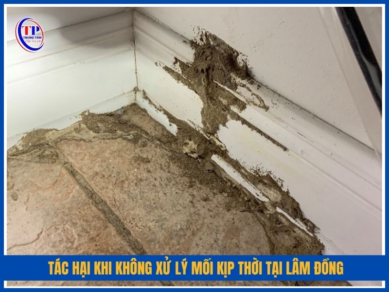 Tác hại khi không xử lý mối kịp thời tại Lâm Đồng