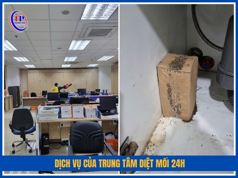 Dịch vụ của Trung Tâm Diệt Mối 24H có gì khác biệt?