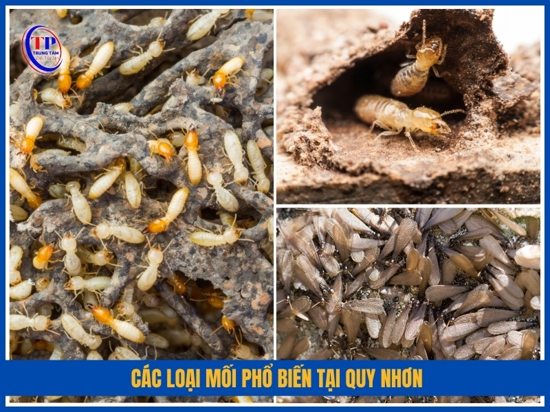 Các loại mối phổ biến tại Quy Nhơn