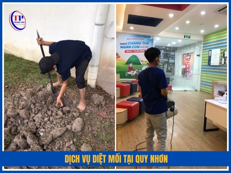 Dịch vụ diệt mối tại Quy Nhơn có gì nổi bật?