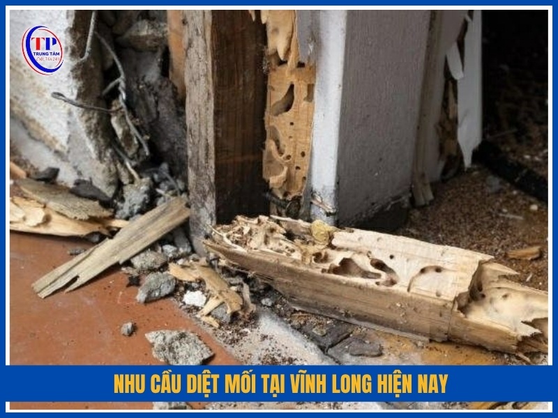 Nhu cầu diệt mối tại Vĩnh Long hiện nay